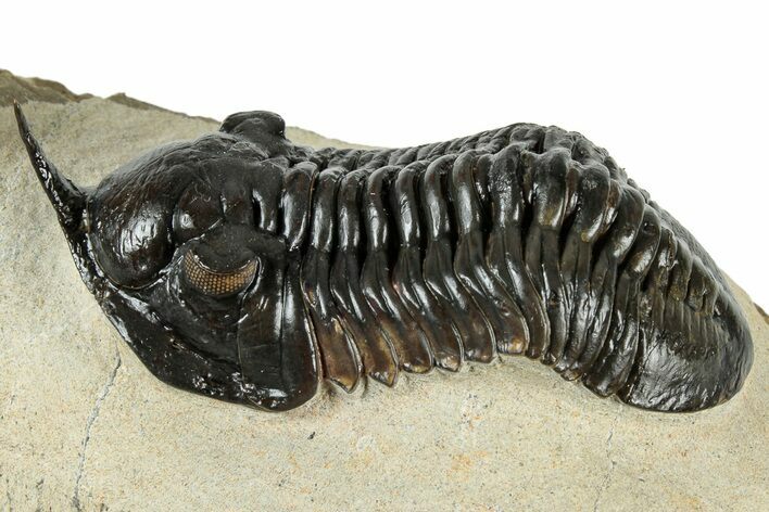 Morocconites Trilobite Fossil - Orange Eye Preservation #317822